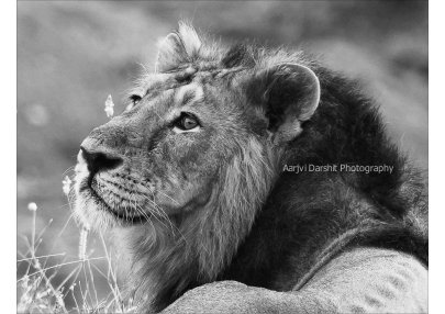Black & White Images