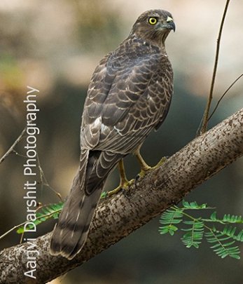 wildlife Photography